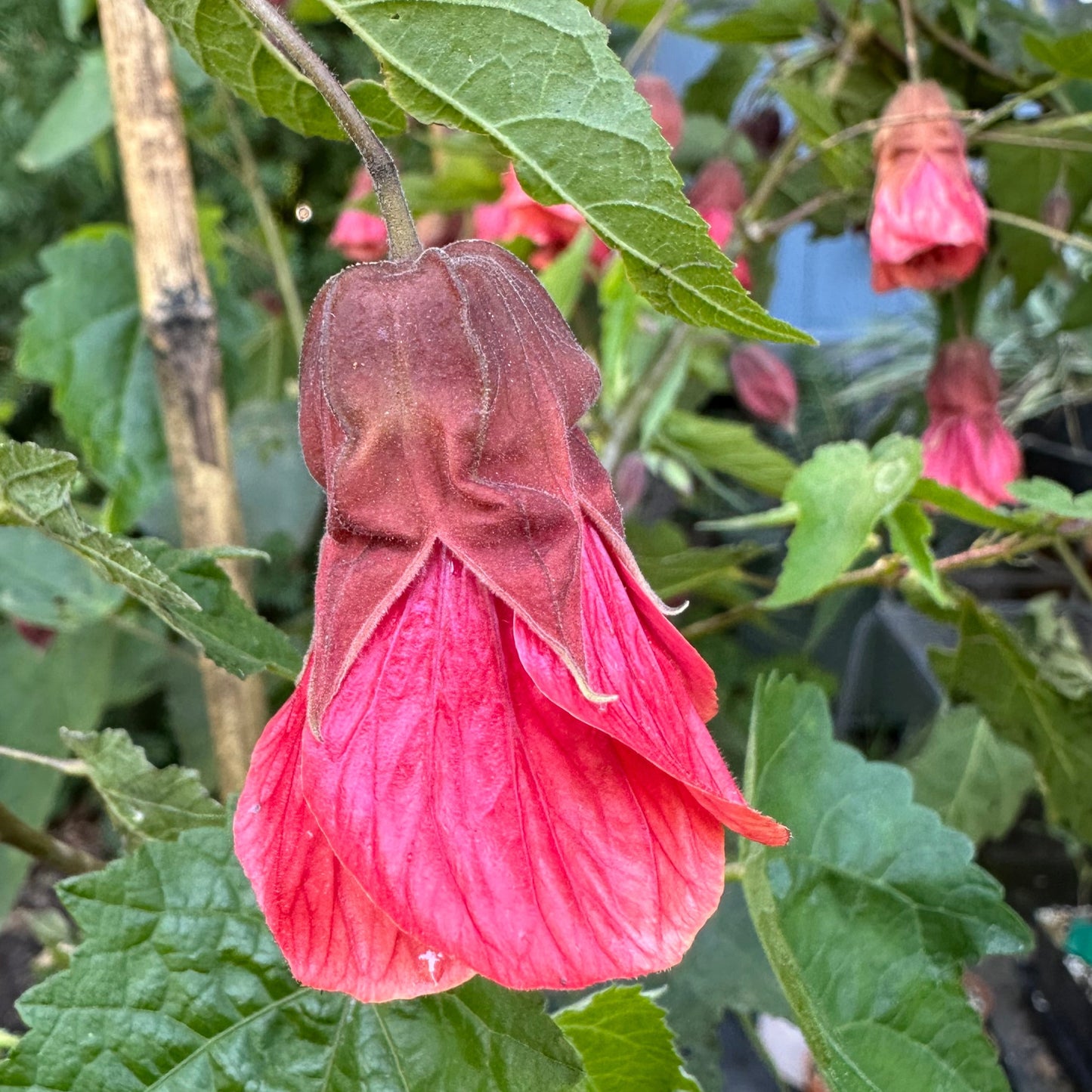 orange pink bell shaped flowers with green maple leaves