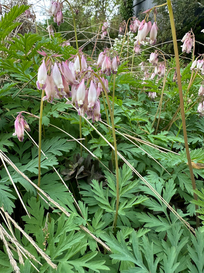 *RETAIL - Dicentra oreganum