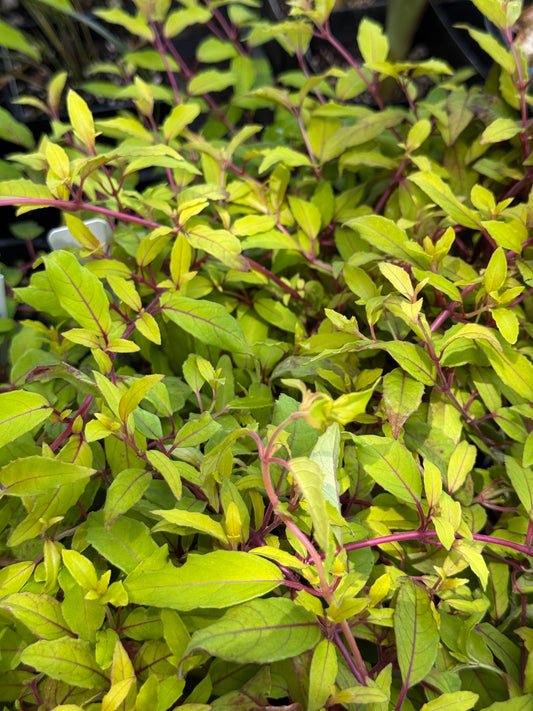 *RETAIL - Fuchsia magellanica 'Aurea'