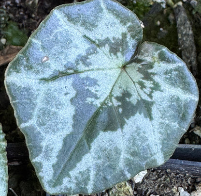 Cyclamen hederifolium [silver/platinum trident]