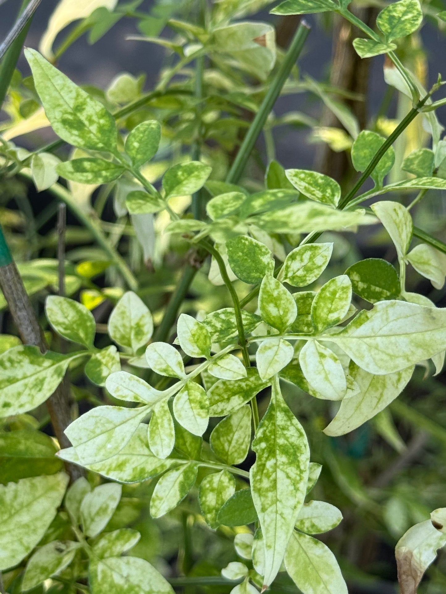 *RETAIL - Jasminum officinale 'Aureovariegatum'