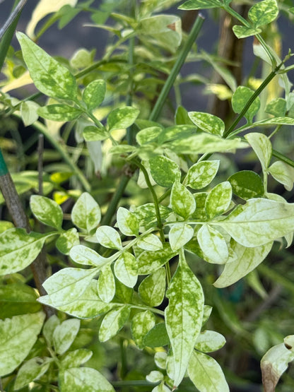 *RETAIL - Jasminum officinale 'Aureovariegatum'