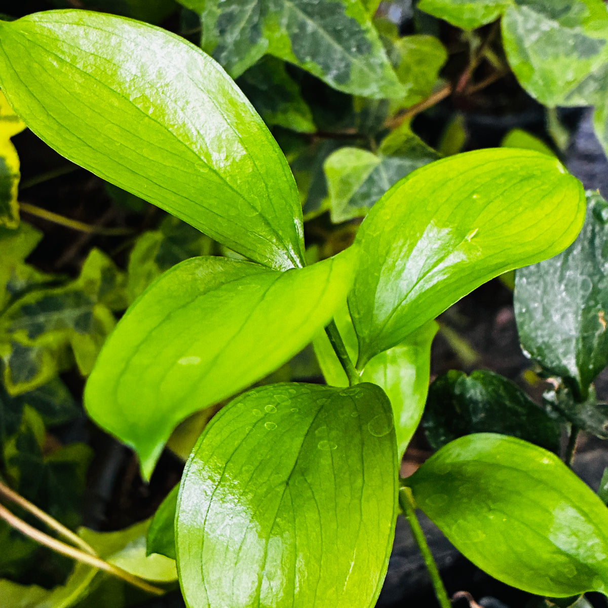 Ruscus hypophyllum - cl. 3