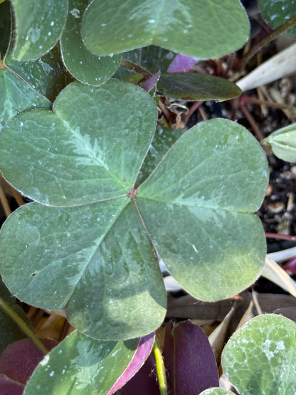 Oxalis oregana 'Klamath Ruby'