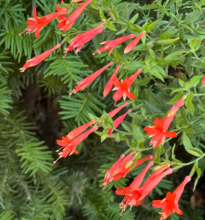 *RETAIL - Zauschneria garrettii 'Orange Carpet'