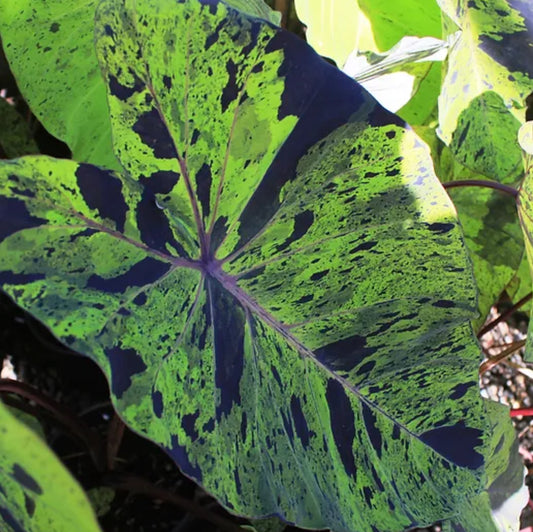 *RETAIL - Colocasia esculenta 'Mojito'