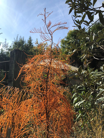 *RETAIL - Taxodium distichum var. imbricatum