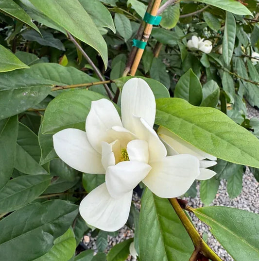 *RETAIL - Michelia doltsopa 'Fairy White'