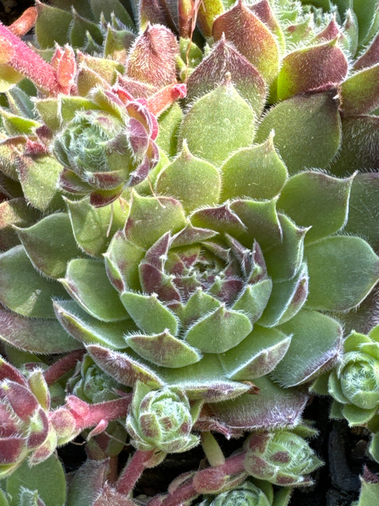 Sempervivum 'Montesico'