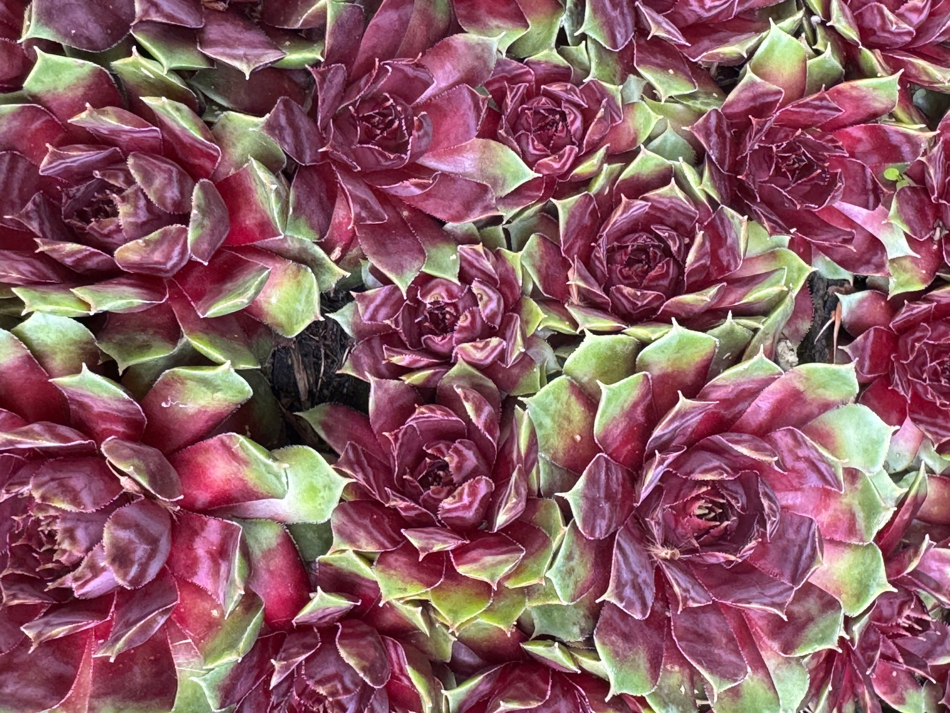purple and green succulent plant Sempervivum 'Purple King' – Cistus Nursery