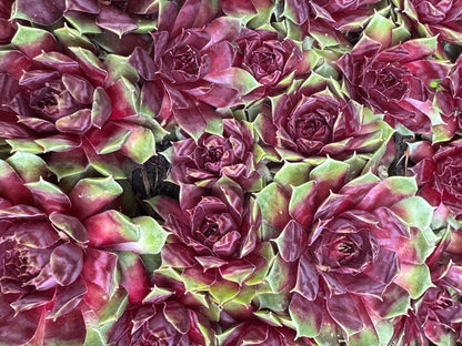 reddish-purple succulent Sempervivum 'Purple King' – Cistus Nursery