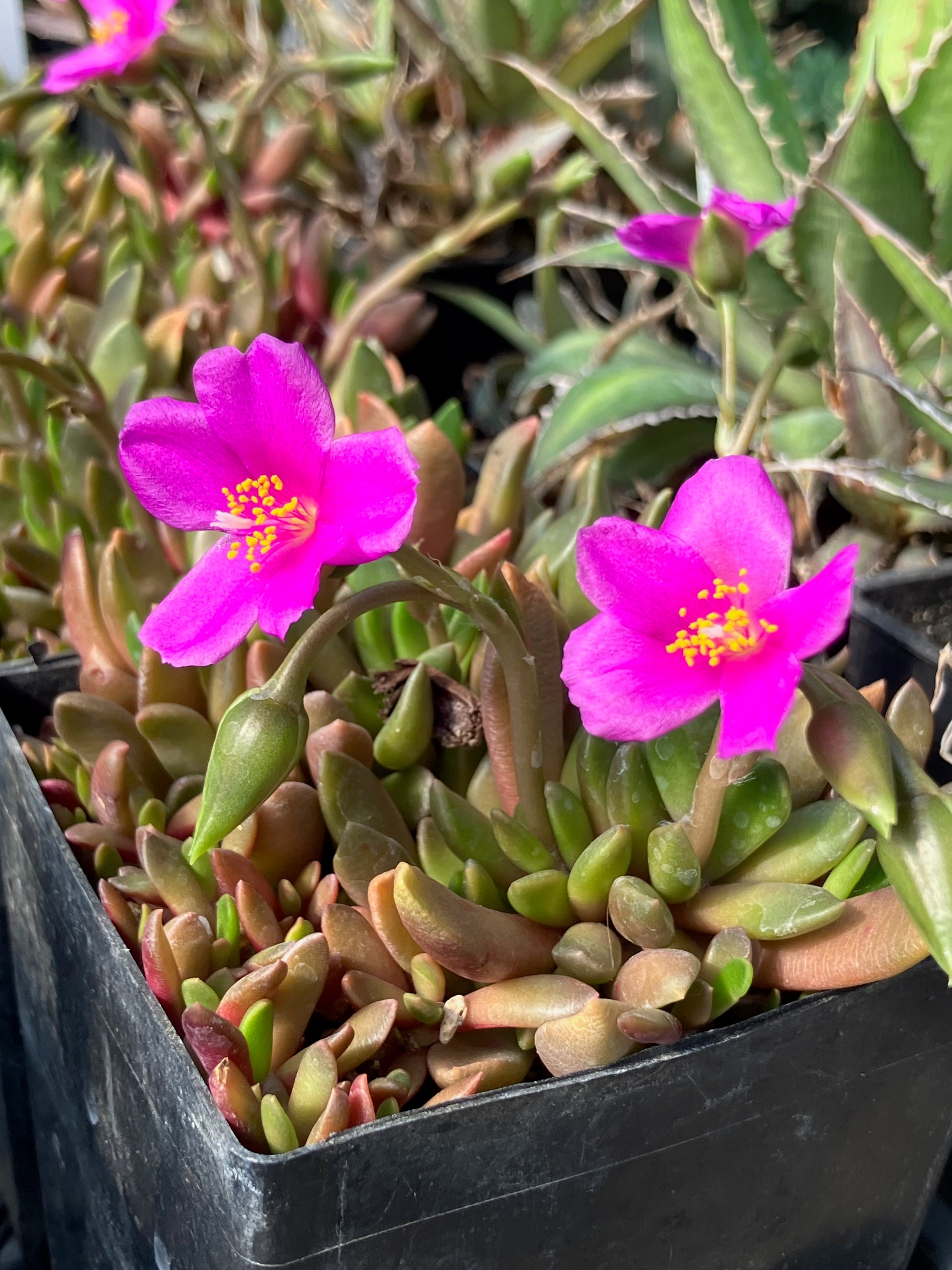 green succulent with pink flowers RETAIL