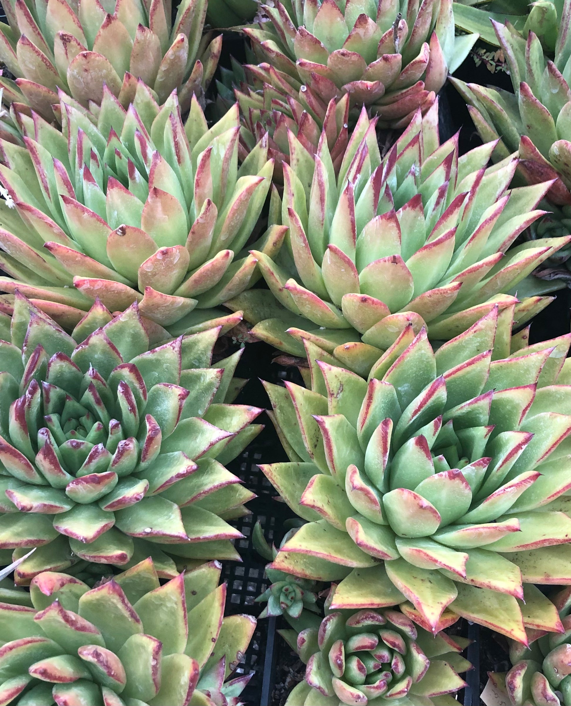 is lipstick plant a succulent Echeveria 'Lipstick' – Cistus Nursery