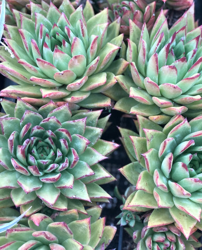 Echeveria 'Lipstick'