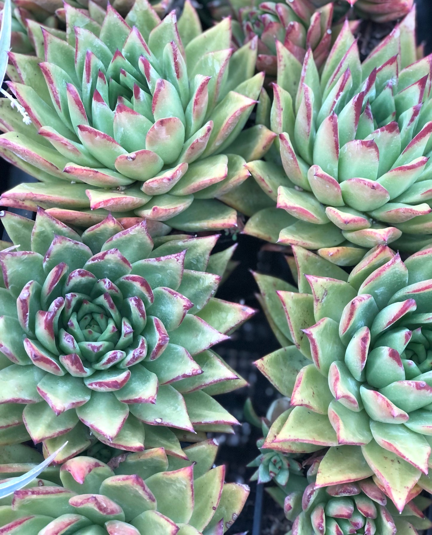 *RETAIL - Echeveria 'Lipstick'