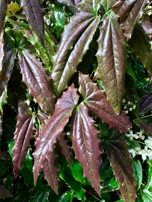 Epimedium wushanense