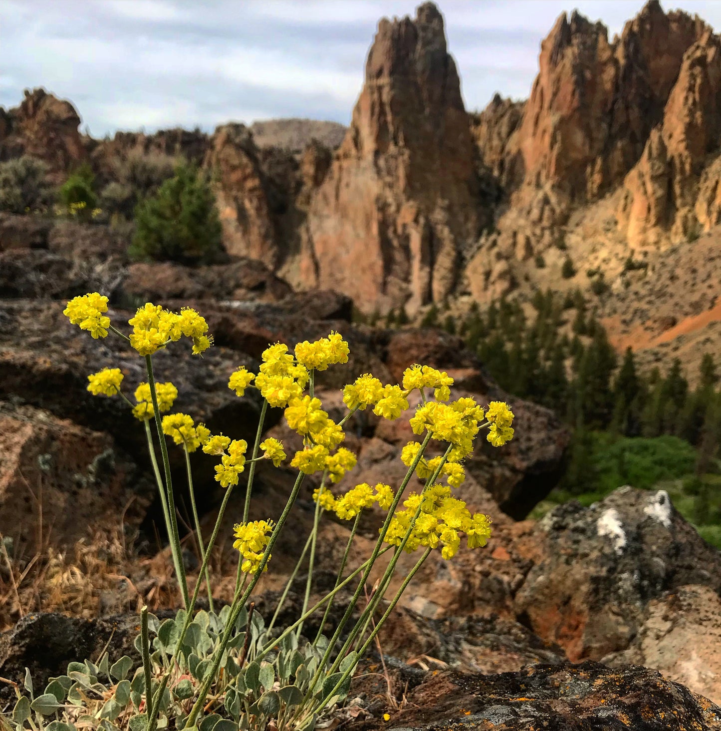 *RETAIL - Eriogonum umbellatum