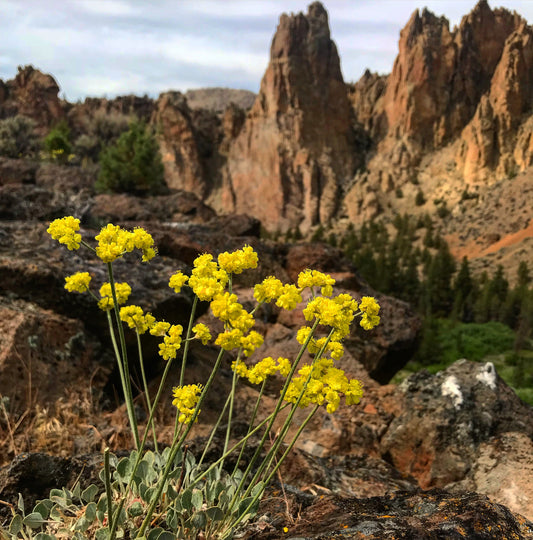 *RETAIL - Eriogonum umbellatum