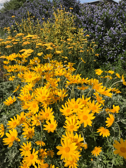 *RETAIL - Eriophyllum lanatum 'Takilma Gold'