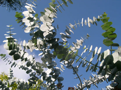 Eucalyptus perriniana