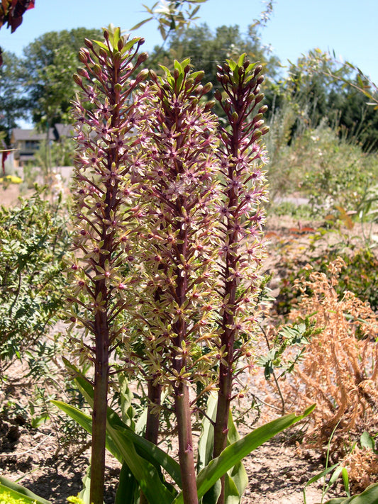 Eucomis comosa 'Tugela Ruby'