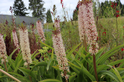 pineapple lily white Eucomis 'Innocence' – Cistus Nursery