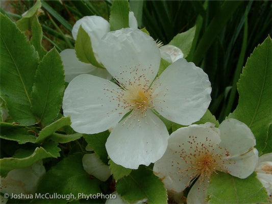 Eucryphia x nymansensis 'Nymansay'