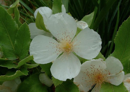 *RETAIL - Eucryphia x nymansensis 'Nymansay'