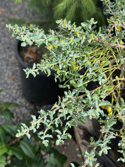 *RETAIL - Baccharis pilularis 'Twin Peaks'