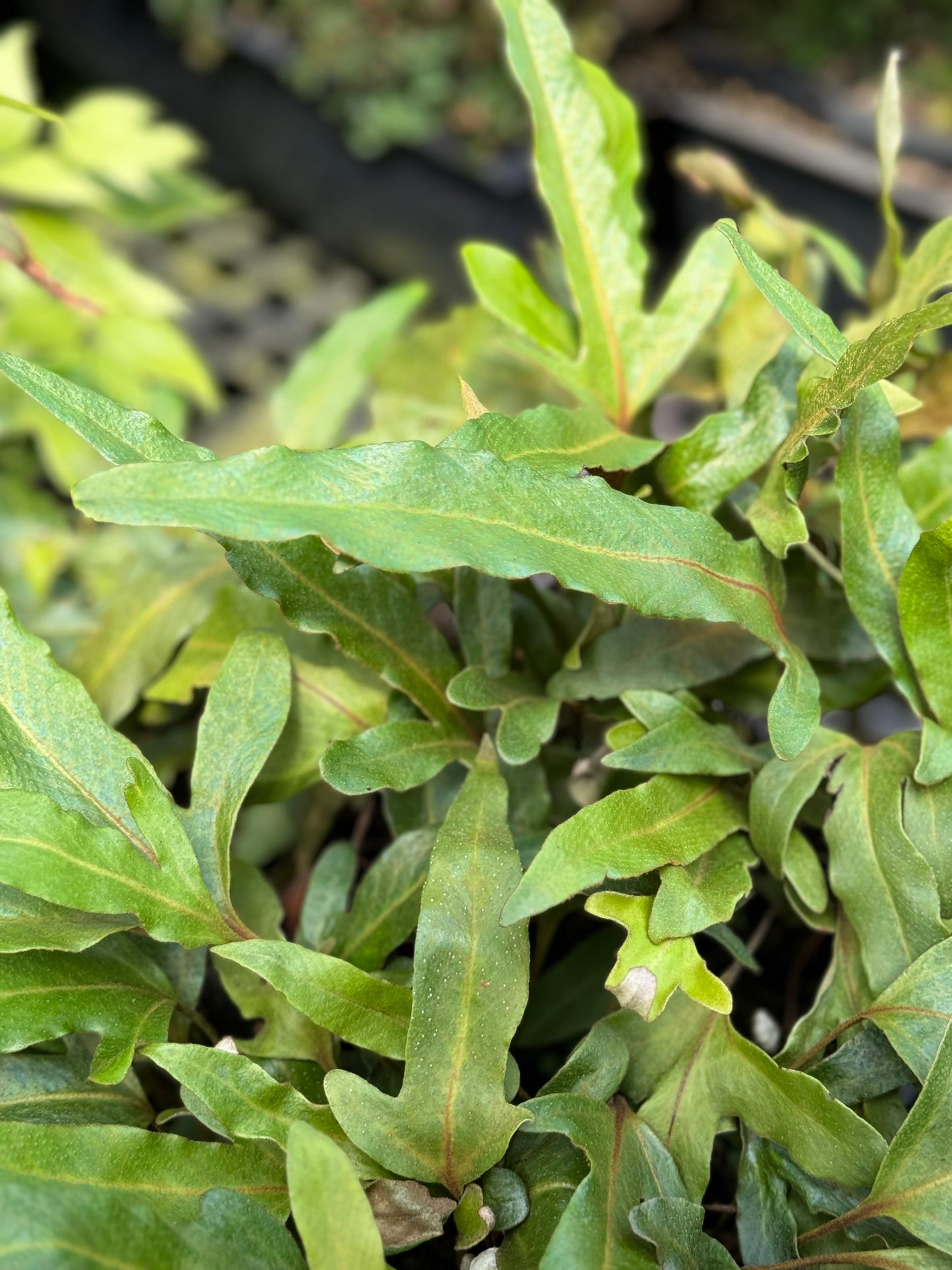*RETAIL - Pyrrosia hastata