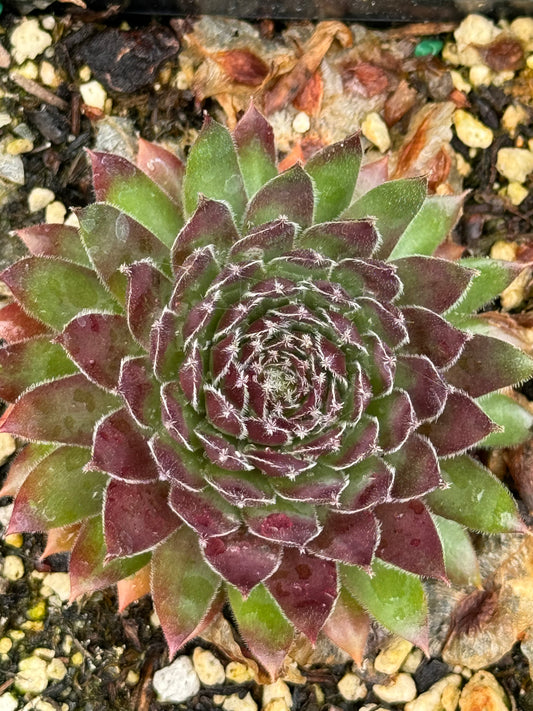 Sempervivum 'Jet Stream'