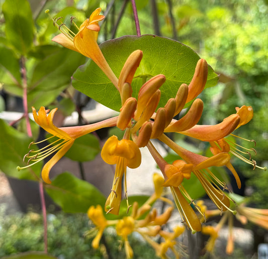 *RETAIL - Lonicera tragophylla