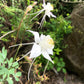 *RETAIL - Aquilegia chrysantha var. Alba