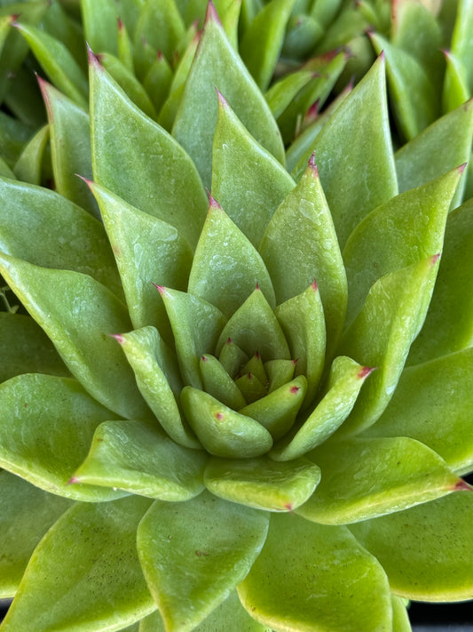 *RETAIL - Echeveria agavoides 'Maria'