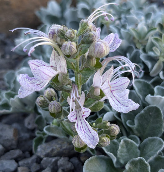 Teucrium aroanium