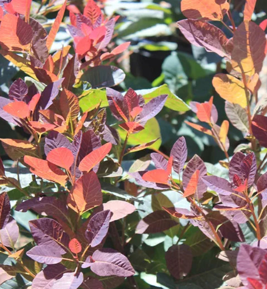 *RETAIL - Cotinus 'Grace'