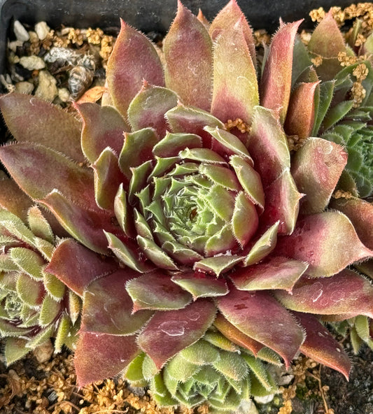 Sempervivum 'Centennial'