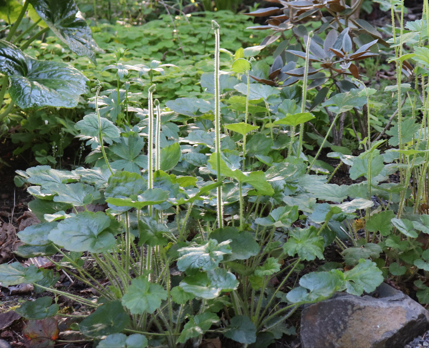 *RETAIL - Heuchera chlorantha