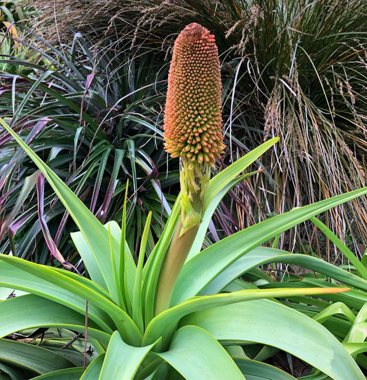 *RETAIL - Kniphofia northiae