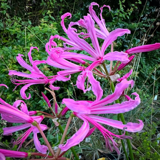 *RETAIL - Nerine bowdenii ‘Wayne’s Rose’