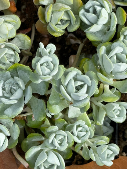 *RETAIL - Sedum obtusatum 'Blue Bear'