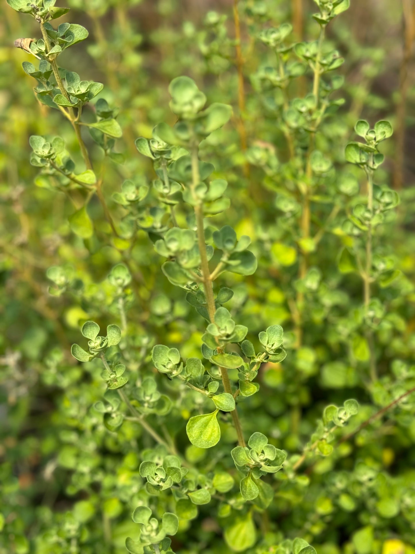 Prostanthera rotundifolia