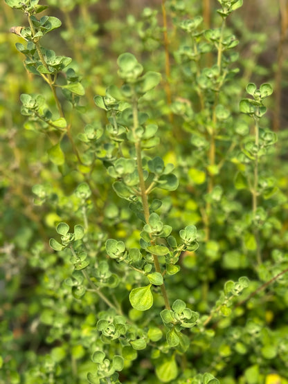 *RETAIL - Prostanthera rotundifolia