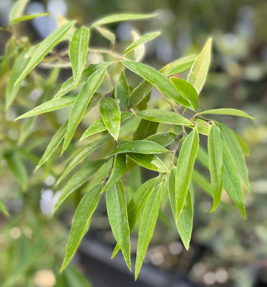 *RETAIL - Lindera fragrans