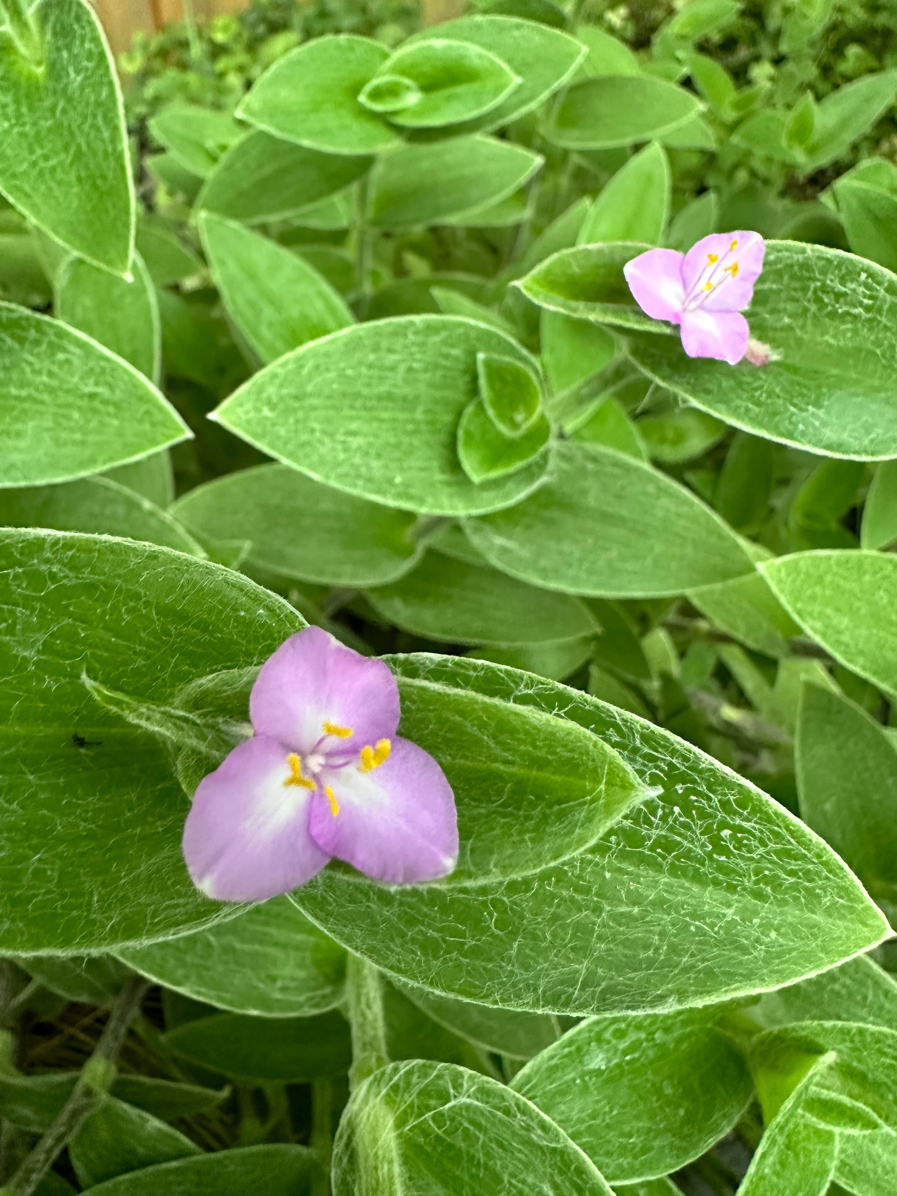 RETAIL - Tradescantia sillamontana 'Hogan's Hero' – Cistus Nursery
