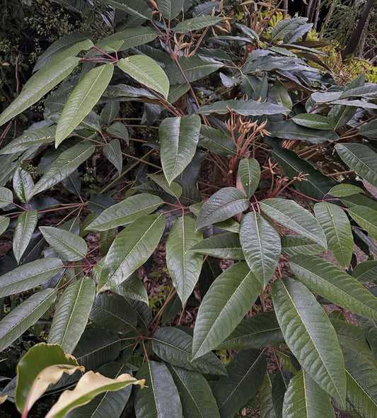 *RETAIL - Schefflera delavayi