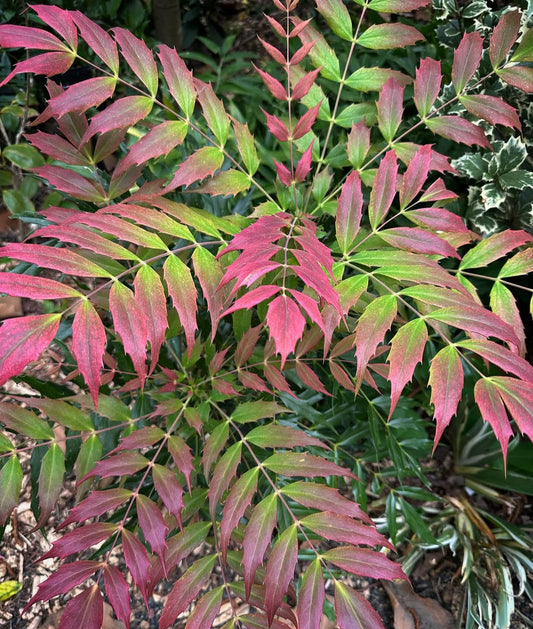 Mahonia x 'Ozzie Johnson'