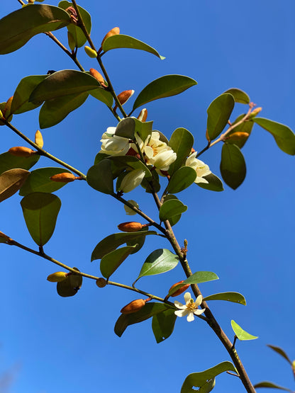 *RETAIL - Magnolia laevifolia 'Largess'