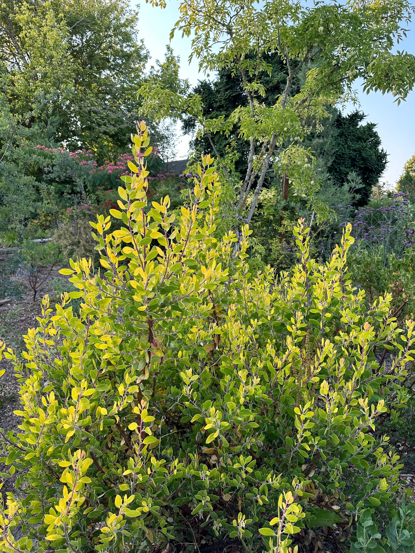 Arctostaphylos manzanita 'Bates Yellow'