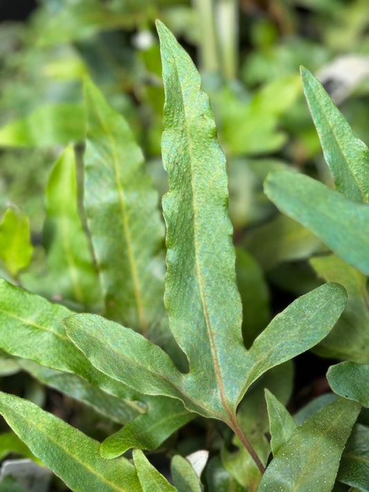 *RETAIL - Pyrrosia hastata